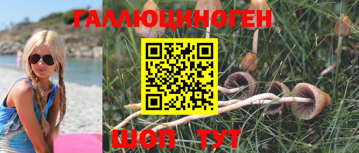 Майкоп  Галлюциногенные грибы Psilocybine cubensis  Вход с VPN 